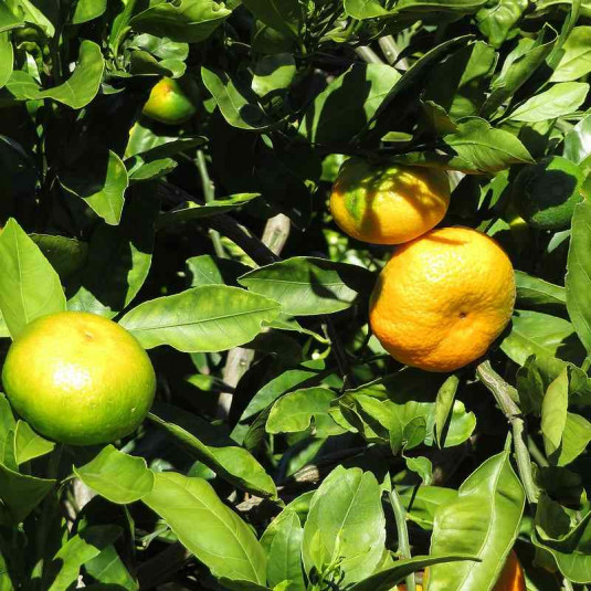 Citrus unshiu - Mandarinier Satsuma rustique