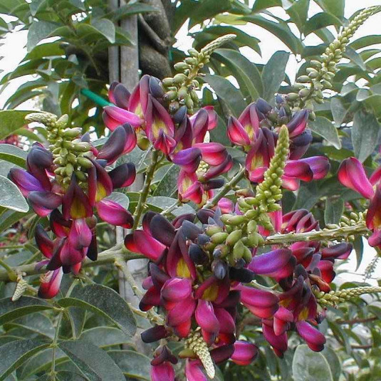 Millettia japonica 'Satsuma' - Glycine persistante d(été à fleurs rouges
