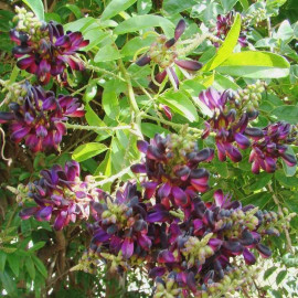 Millettia japonica 'Satsuma' - Glycine persistante d(été à fleurs rouges