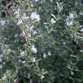 Micromeria fruticosa - Thé d'Israël - Poléo blanc aromatique