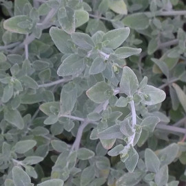 Micromeria fruticosa - Thé d'Israël - Poléo blanc aromatique