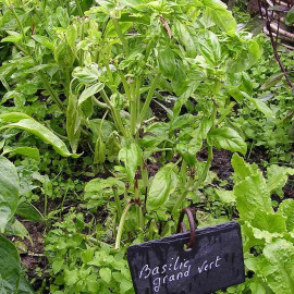 Ocimum basilicum 'Grand Vert' - Basilic aromatique
