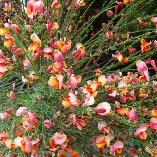 Cytisus scoparius 'La Coquette' - Genêt bicolore rose et orange