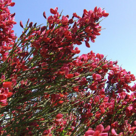 Cytisus scoparius 'Boskoop Ruby' - Genêt rouge