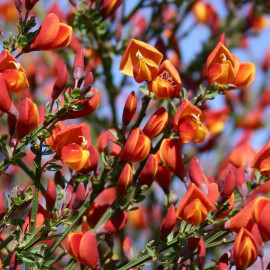 Cytisus scoparius 'Roter Favorite' - Genêt bicolore rouge et jaune