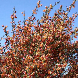 Cytisus scoparius 'Roter Favorite' - Genêt bicolore rouge et jaune