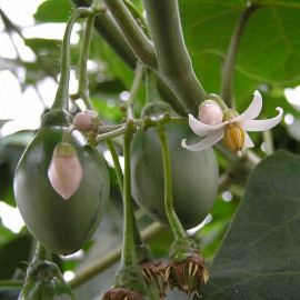 Cyphomandra betacea - Tomate en arbre - Tamarillo