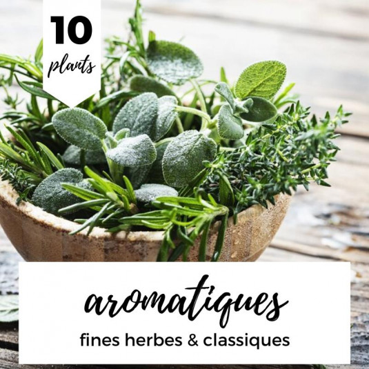 Sélection d’aromatiques fines herbes et classiques – Lot de 10 plants