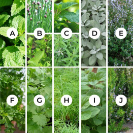 Sélection d’aromatiques fines herbes et classiques – Lot de 10 plants