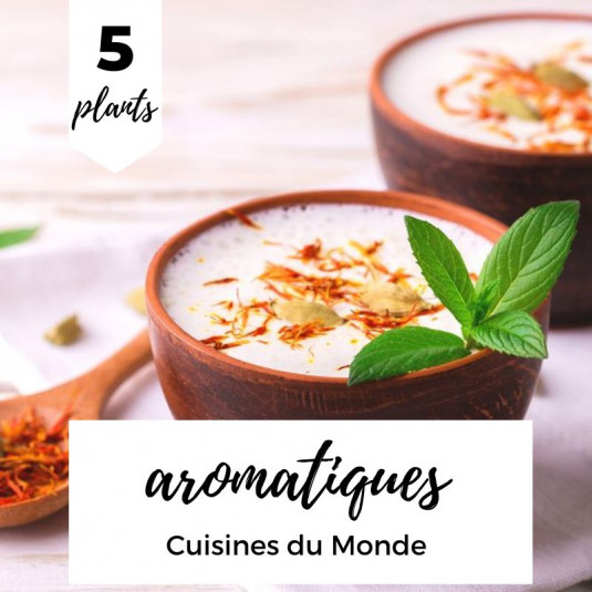 Plantes aromatiques - Cuisines du Monde - Lot de 5 plants