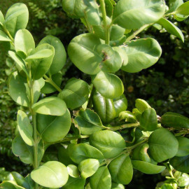 Buxus sempervirens 'Rotundifolia' - Buis commun arbustif