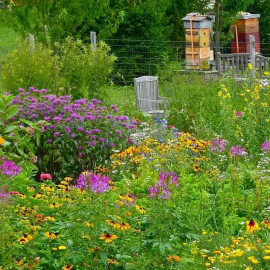 Massif de vivaces pour les abeilles – Lot de 10 plants