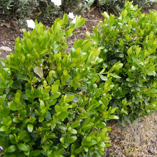 Buxus sempervirens 'Suffruticosa' - Buis nain à bordure