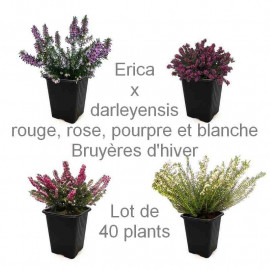 Assortiment de Bruyères d'hiver – Lot de 40 plants