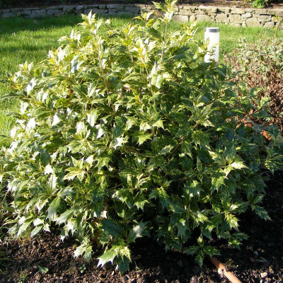 Osmanthus heterophyllus...