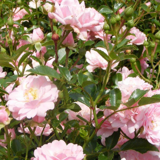 Rosa 'The Fairy' - Rosier buisson rose en POT