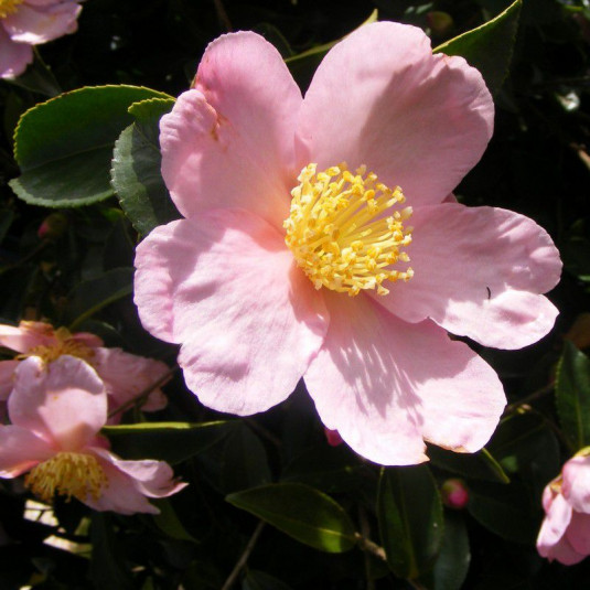 Camellia sasanqua 'Maiden's Blush' * - Camélia d'automne rose parfumé