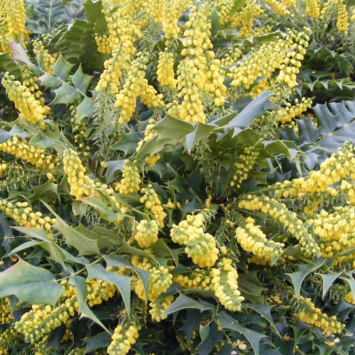 Mahonia media 'Winter Sun'...