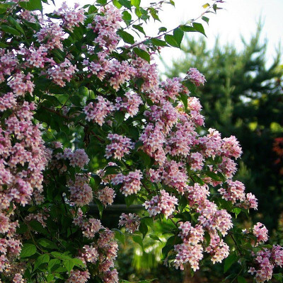 Kolkwitzia amabilis 'Pink...