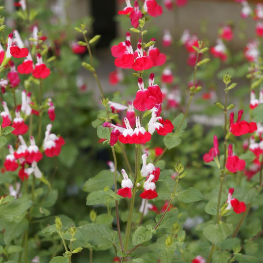 Salvia microphylla 'Little Kiss'® - Sauge arbustive bicolore rouge-blanc