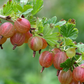 Ribes uva-crispa 'Rokula' - Groseillier à maquereau rouge