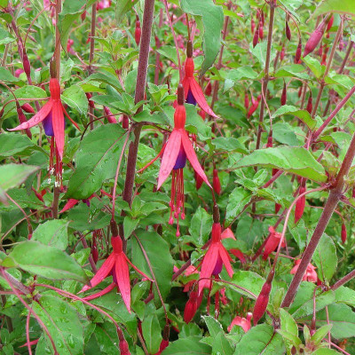 Fuschia magellanica...
