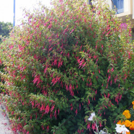 Fuschia magellanica 'Ricartonnii' - Fuchsia de Magellan arbustif rouge en POT