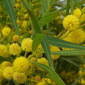 Acacia retinoides - Mimosa des 4 saisons jaune
