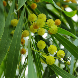 Acacia retinoides - Mimosa des 4 saisons jaune