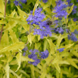 Caryopteris clandonensis 'Worcester Gold' - Barbe-bleue à feuilles jaunes