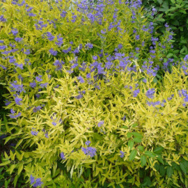 Caryopteris clandonensis 'Worcester Gold' - Barbe-bleue à feuilles jaunes