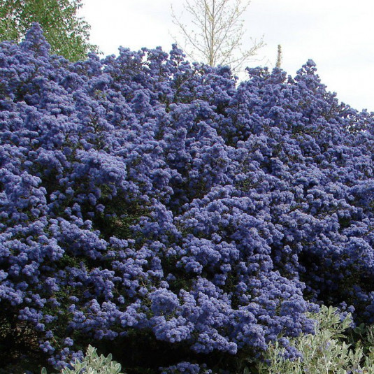 Ceanothus impressus 'Puget Blue' - Céanothe persistante de "Santa Barbara" - Lilas de Californie bleu