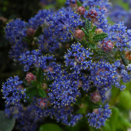 Ceanothus impressus 'Puget Blue' - Céanothe persistante de "Santa Barbara" - Lilas de Californie bleu