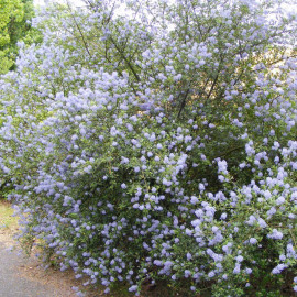 Ceanothus 'Italian Skies' - Céanothe persistante bleu azur - Lilas de Californie