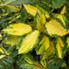 Elaeagnus pungens 'Maculata' - Eleagnus panaché - Chalef jaune
