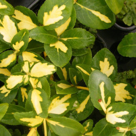 Euonymus fortunei Blondy® 'Interbolwi' - Fusain de Fortune persistant panaché jaune et vert