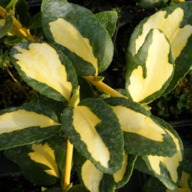 Euonymus fortunei Blondy® 'Interbolwi' - Fusain de Fortune persistant panaché jaune et vert
