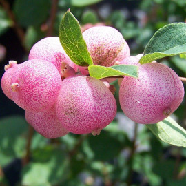 Symphoricarpos x doorenbosii 'Mother of Pearl' - Symphorine rose - Arbre aux perles blanc rosé