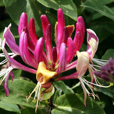 Lonicera heckrotti -...