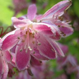 Deutzia hybrida 'Perle Rose'