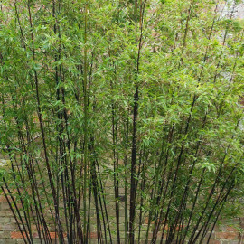 Phyllostachys nigra - Bambou noir