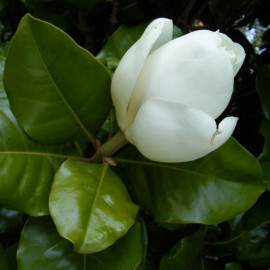 Magnolia grandiflora 'Galissoniensis' - Magnolia d'été Galissonnière