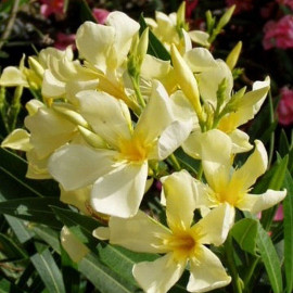 Nerium oleander 'Isle of Capri' - Laurier rose à fleurs jaunes