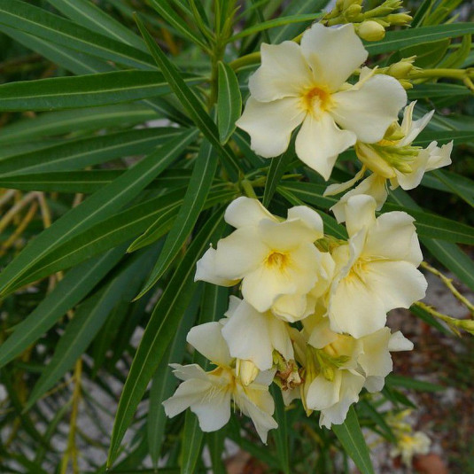 Nerium oleander 'Isle of Capri' Vente Laurier rose jaune — free download