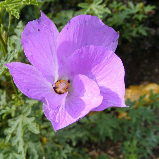 Alyogine huegelii 'Santa Cruz' - Hibiscus bleu d'Australie