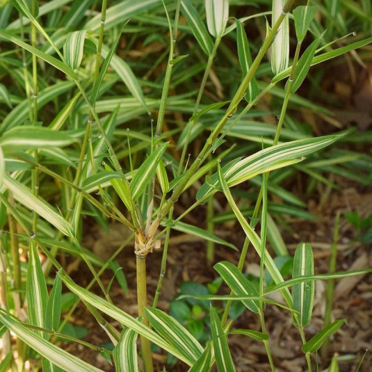 Pleioblastus shibuyanus 'Tsuboï' - Bambou chino tsukubensis panaché