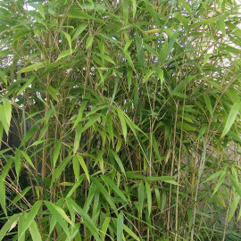 Pseudosasa japonica - Bambou METAKE
