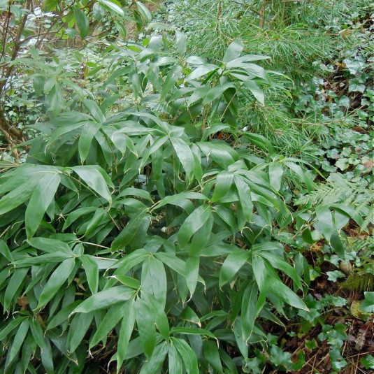 Sasa palmata - Bambou à feuilles larges