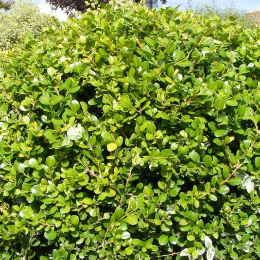 Buxus microphylla 'Wintergreen' - Buis à bordure à petites feuilles