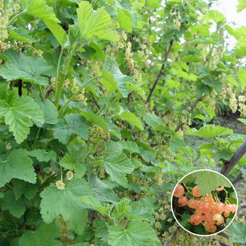 Ribes rubrum ‘Cerise blanche’ - Groseillier grappe 'White Pearl'